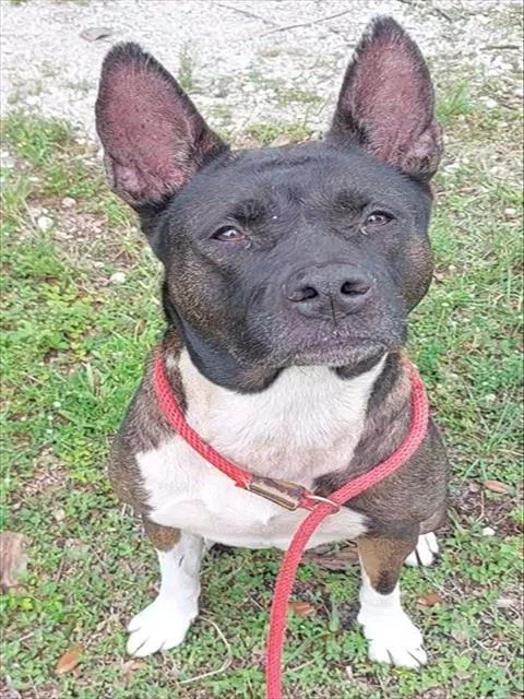 An adult medium-sized female Akita dog named Alexis for adoption in Fort Lauderdale, FL