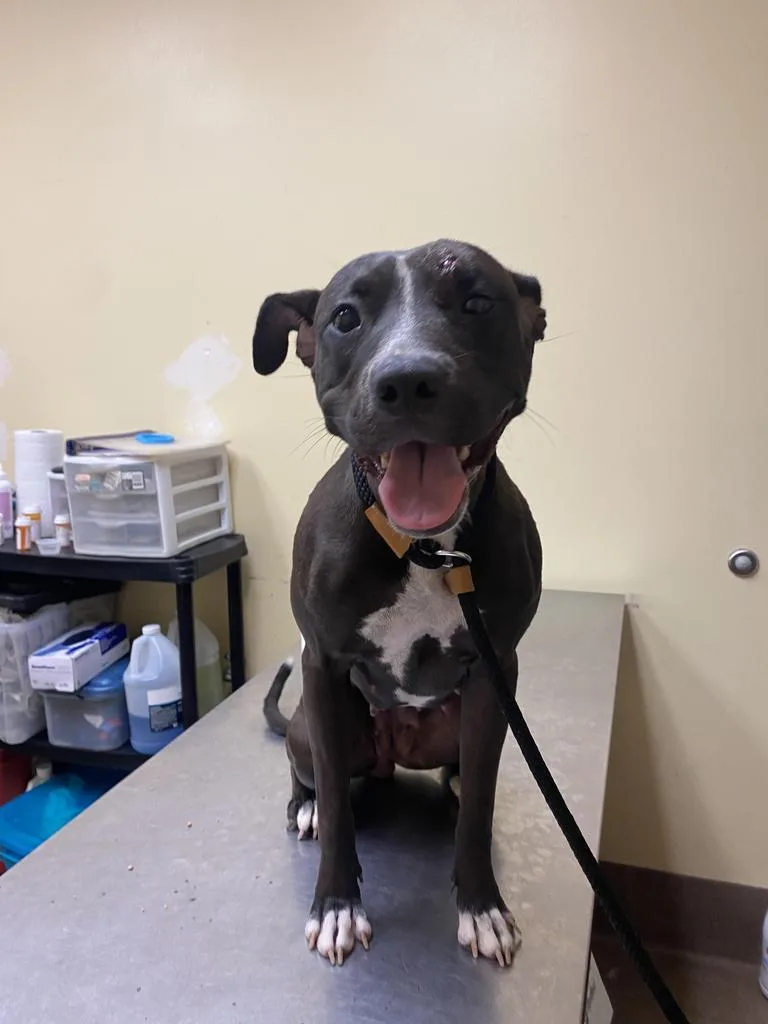 A young medium-sized female Mixed Breed dog named Carbon for adoption in Florence, SC
