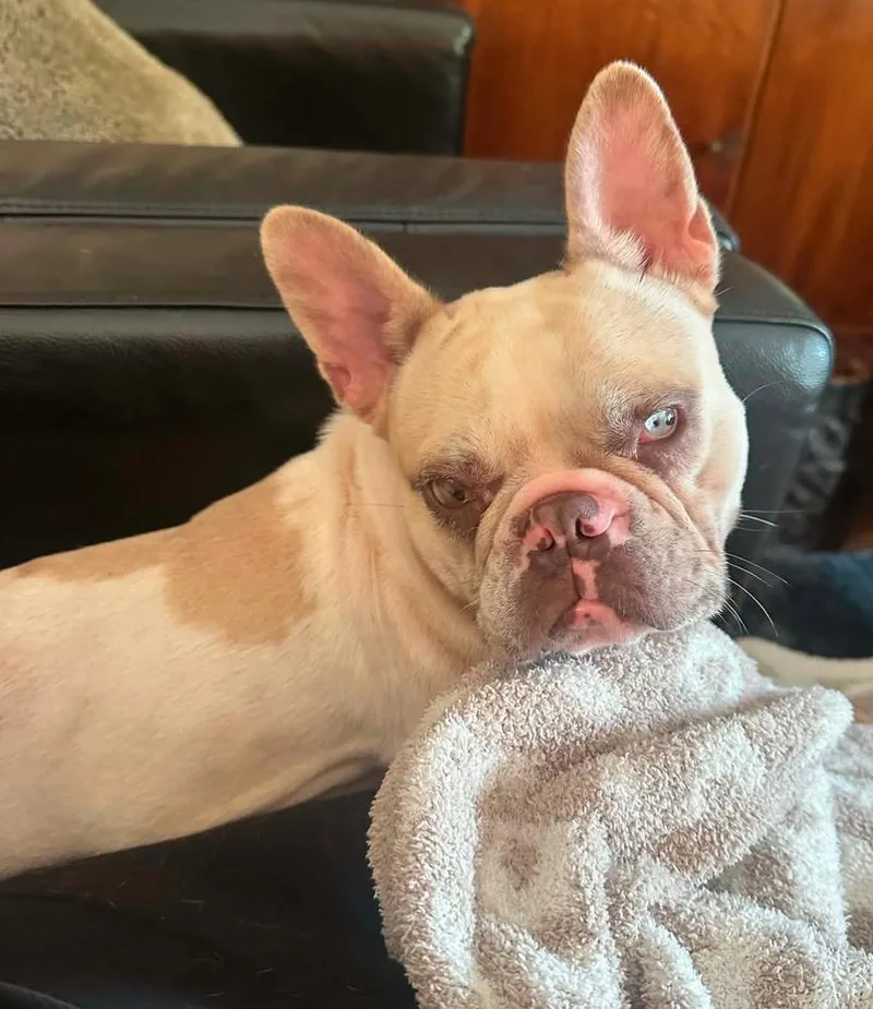 An adult medium-sized female French Bulldog dog named Emmy for adoption in Osteen, FL
