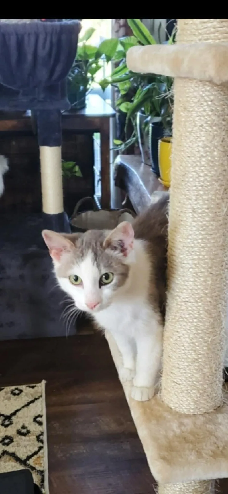 An adult medium-sized male Gray / Blue / Silver Domestic Short Hair cat named Wesley for adoption in Grand Rapids, MI