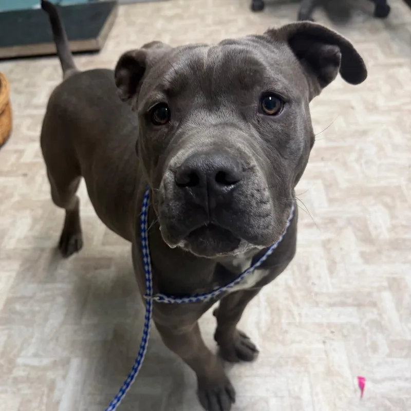 A young medium-sized male Pit Bull Terrier dog named Blue for adoption in Mount Shasta, CA