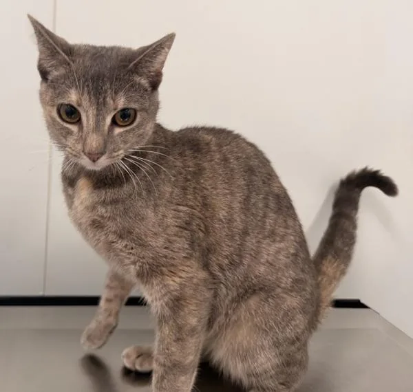 An adult medium-sized female Domestic Short Hair cat named Nessa for adoption in Ridgewood, NY