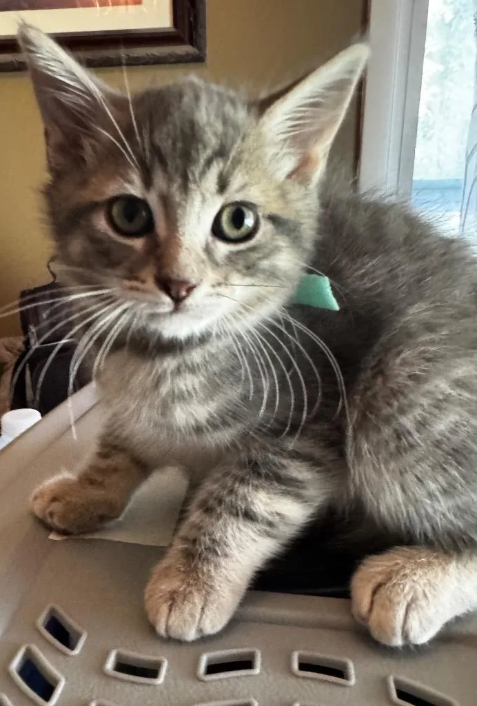 A baby medium-sized male Domestic Short Hair cat named Skidder for adoption in Brainardsville, NY