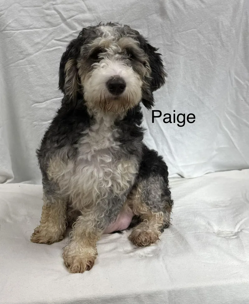 An adult large-sized female Bernedoodle dog named Paige for adoption in Ashland, OH