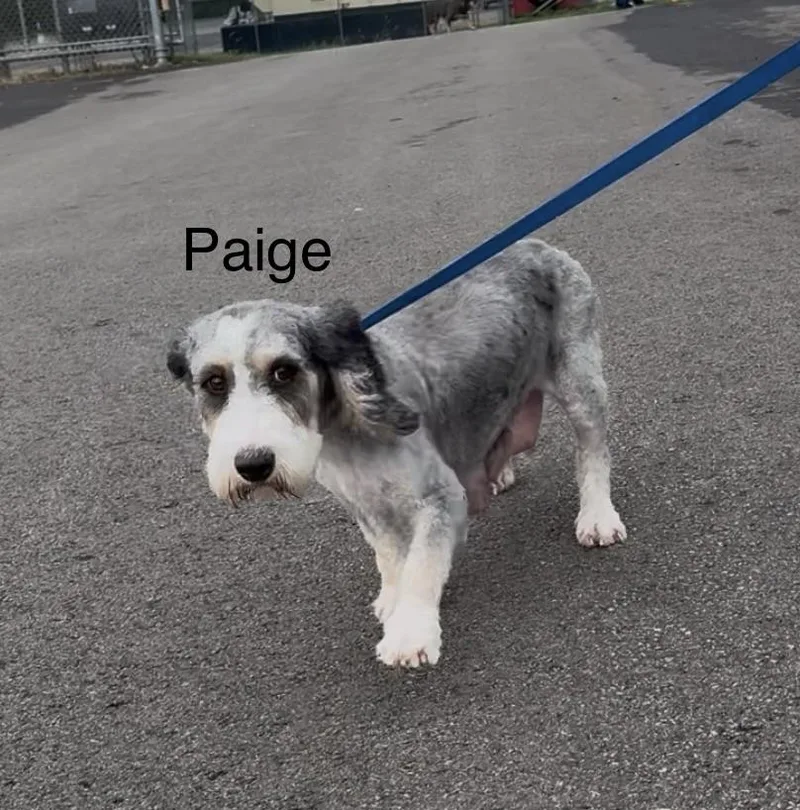 Paige thumbnail 3