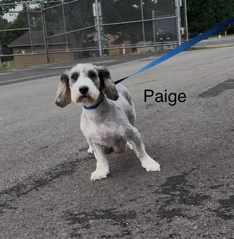Paige thumbnail 4
