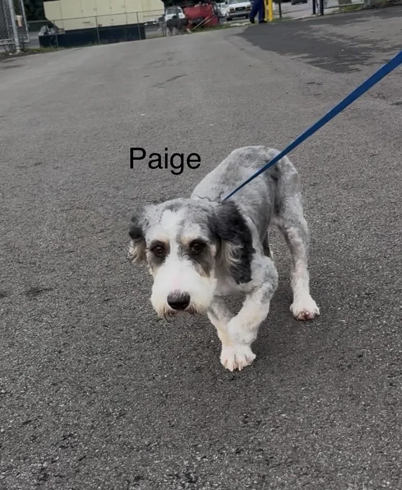 Paige thumbnail 6