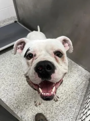 An adult large-sized male Mixed Breed dog named Blooper for adoption in Atlanta, GA