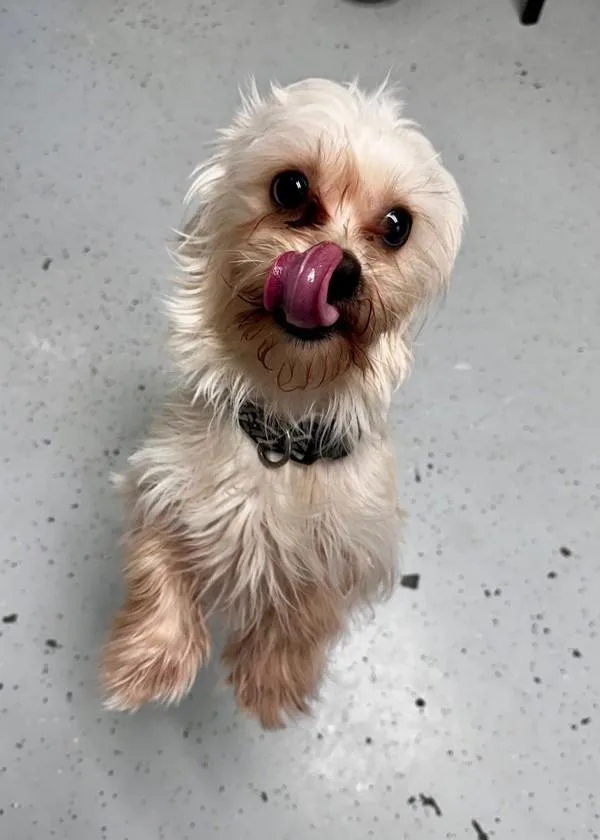 A young small-sized male Shih Tzu dog named Patchy for adoption in Skillman, NJ