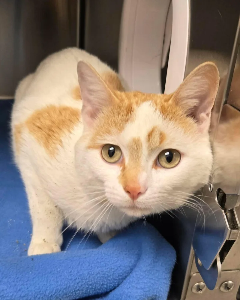 Meringue thumbnail 2