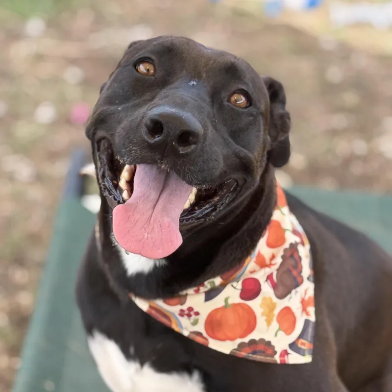 An adult large-sized female Black Siberian Husky dog named Kimber & Sky for adoption in Justin, TX