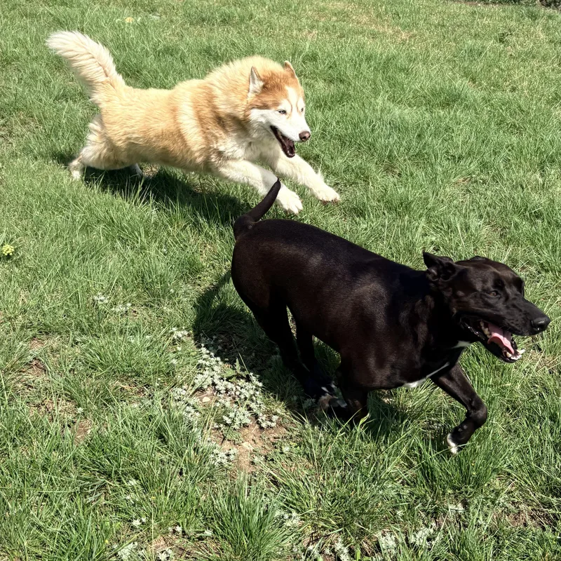 Kimber & Sky thumbnail 2