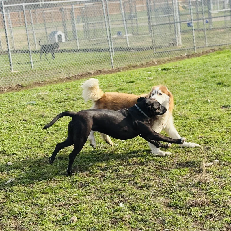 Kimber & Sky thumbnail 6