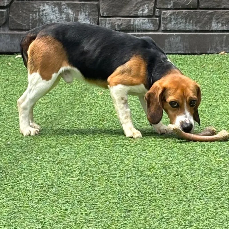 An adult small-sized male Yellow / Tan / Blond / Fawn Beagle dog named Willie for adoption in Lauderhill, FL