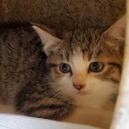 A young medium-sized female White Domestic Short Hair cat named Cherry for adoption in Dubuque, IA