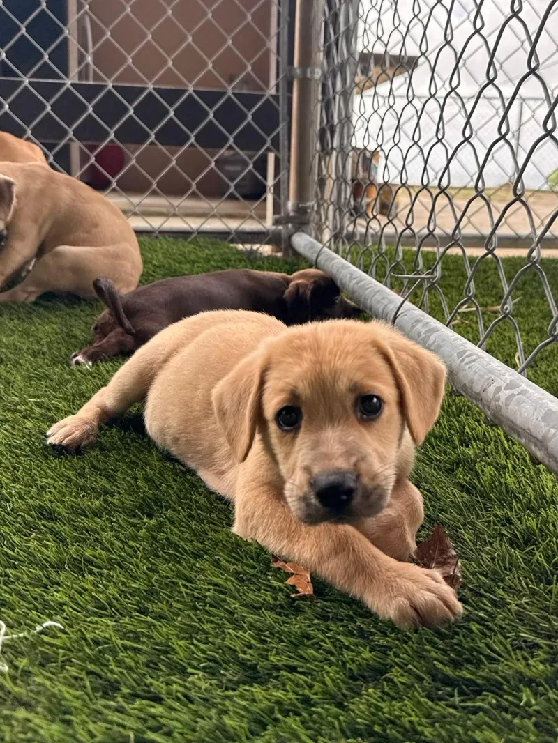 A baby medium-sized male Mixed Breed dog named Unc for adoption in Brooklyn, NY