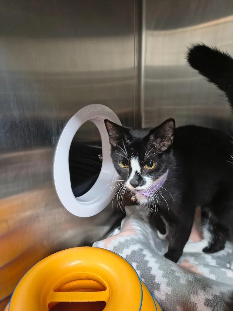 A baby medium-sized female Domestic Short Hair cat named Catarina for adoption in Maryville, TN