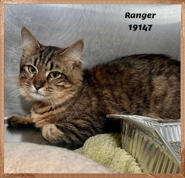 A young medium-sized male Tabby (Brown / Chocolate) Domestic Medium Hair cat named Ranger See Also Cyrus for adoption in Marietta, GA
