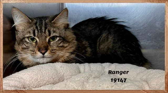 Ranger See Also Cyrus thumbnail 2