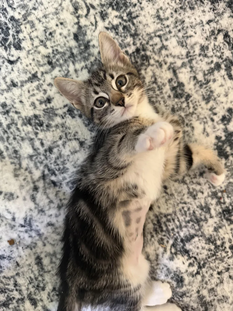 A baby medium-sized female Tabby (Gray / Blue / Silver) Domestic Short Hair cat named Doris for adoption in Seattle, WA