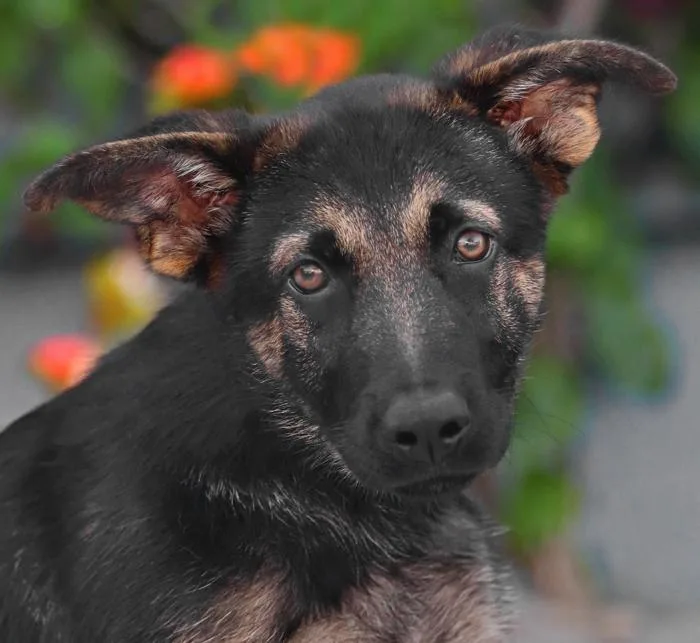 A baby large-sized male Black German Shepherd Dog dog named Tucker von Cramme for adoption in Los Angeles, CA