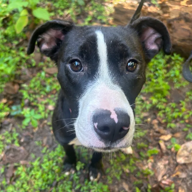 A young medium-sized female Black Mixed Breed dog named Minnie for adoption in Hopkinton, MA