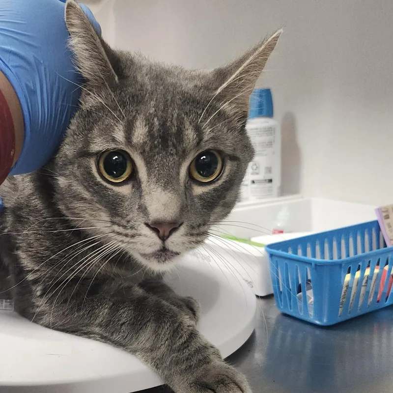 A young large-sized male Gray / Blue / Silver Domestic Short Hair cat named Jinx for adoption in Tampa, FL