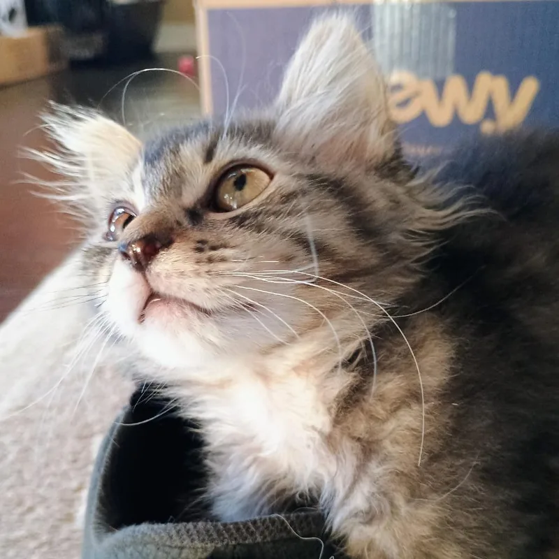 A baby small-sized female Domestic Medium Hair cat named Rayon for adoption in Coos Bay, OR