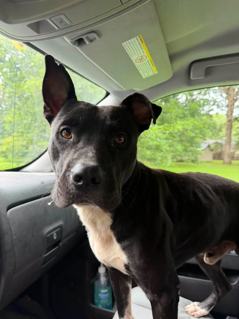 An adult large-sized male Black American Staffordshire Terrier dog named Draco for adoption in Tullahoma, TN