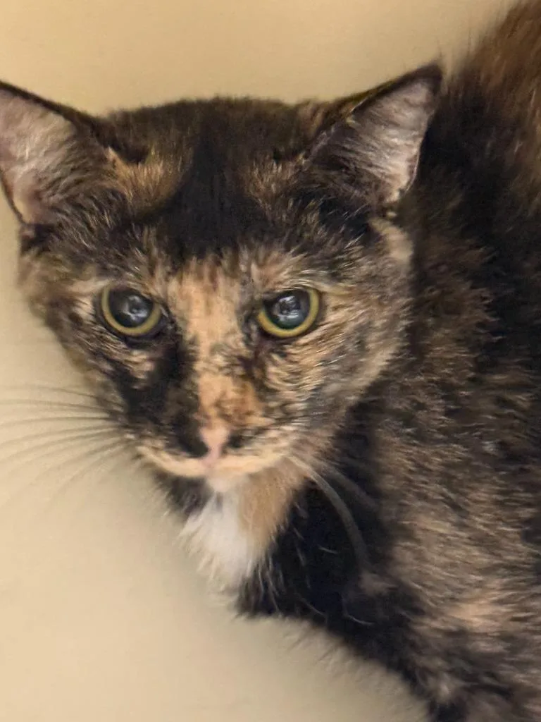 A baby small-sized female Domestic Short Hair cat named Julien for adoption in Effingham, IL