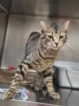 An adult medium-sized female Domestic Short Hair cat named Magpie for adoption in Woodstock, IL