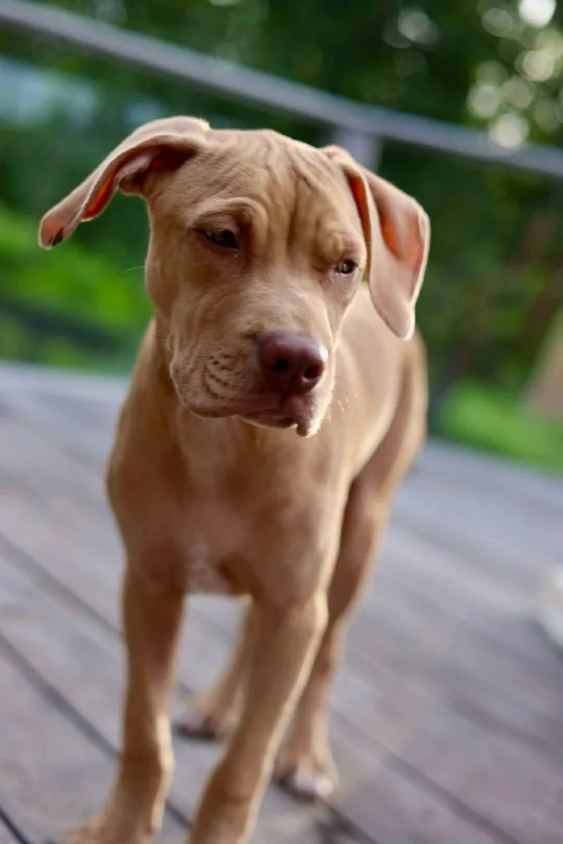 Bolt