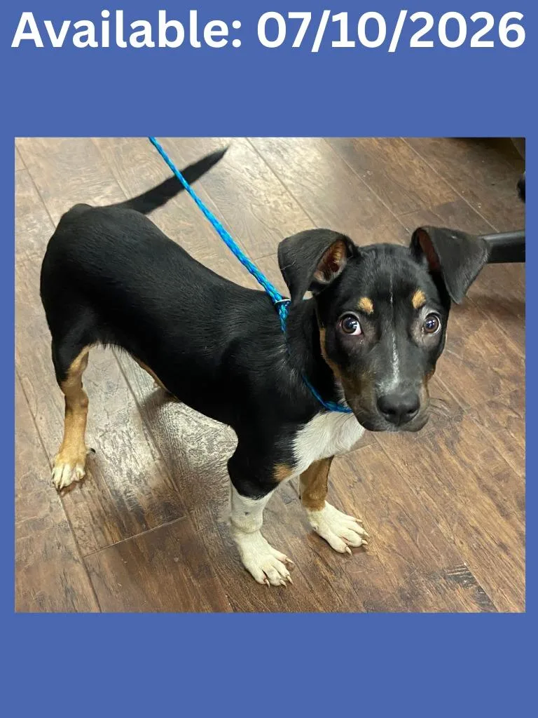 A baby medium-sized male German Pinscher dog named Dog Kennel for adoption in Greenville, TX