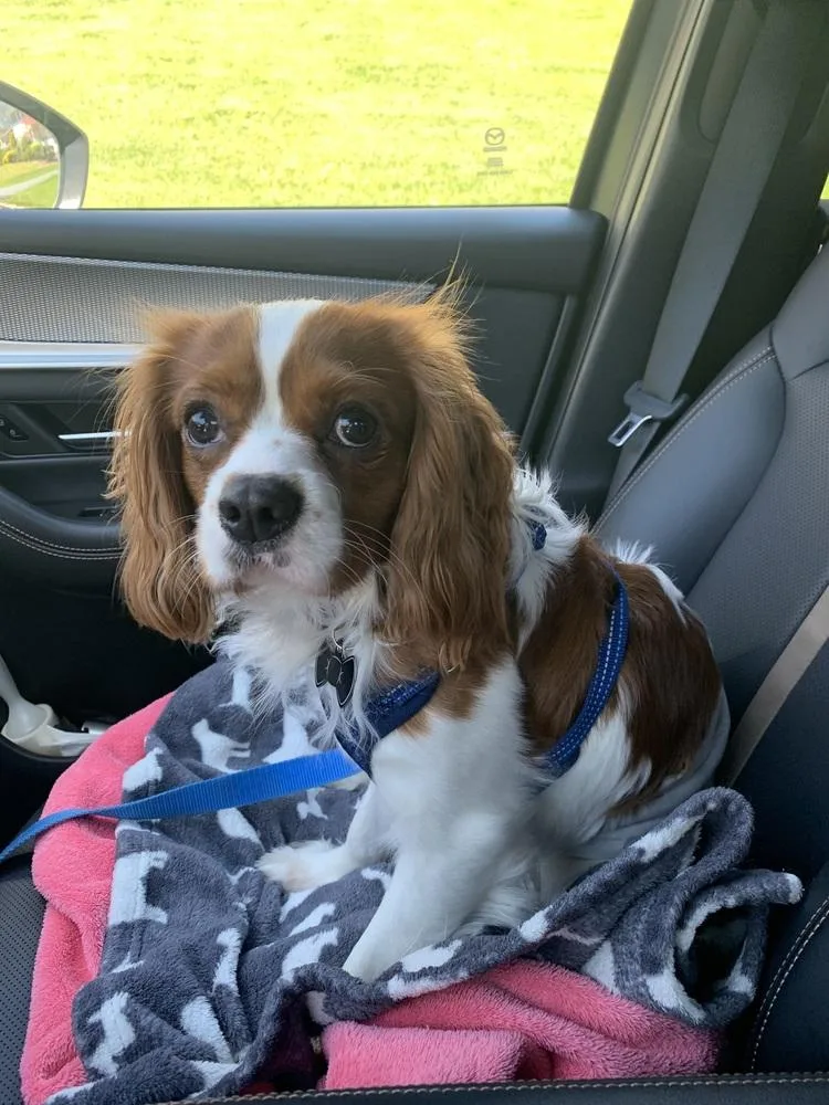 A young small-sized male Cavalier King Charles Spaniel dog named Asa for adoption in Scranton, PA
