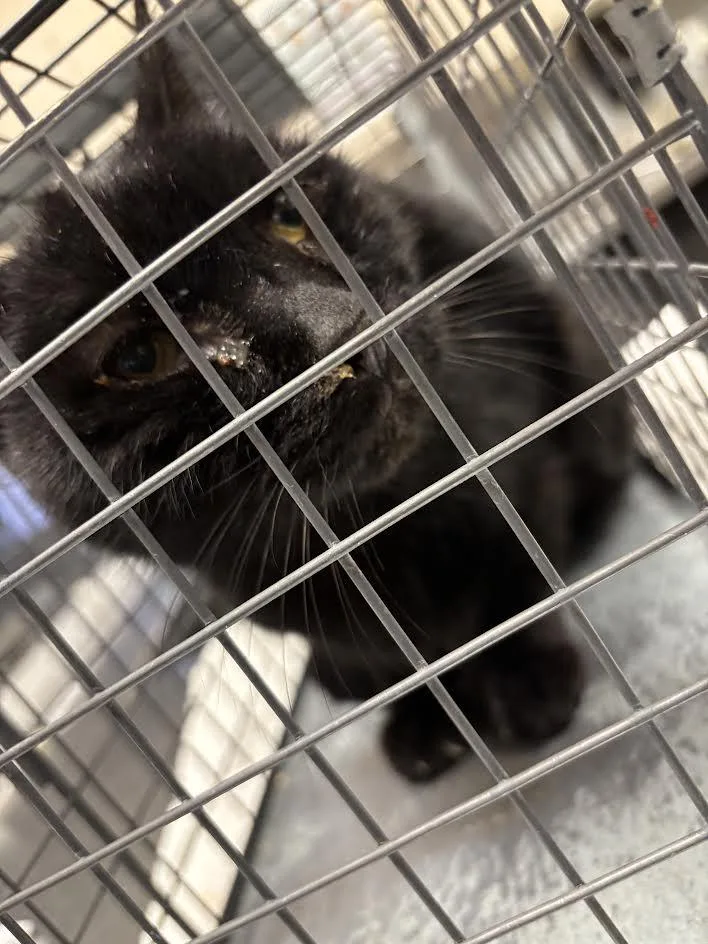 A senior large-sized male Domestic Short Hair cat named Bonbon for adoption in Las Vegas, NV