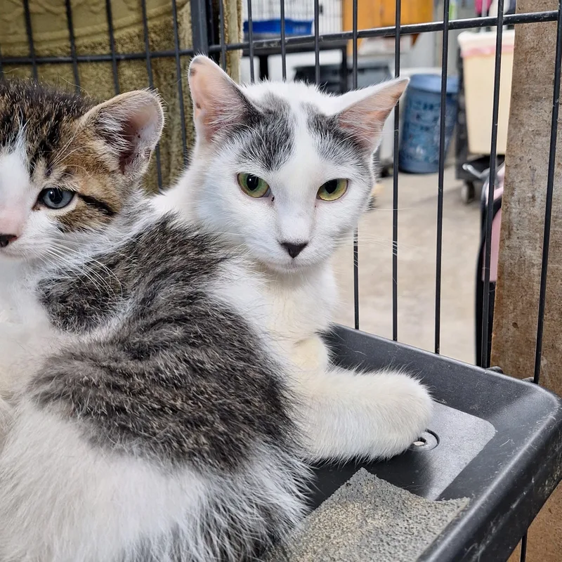 A young medium-sized female Domestic Short Hair cat named Jade for adoption in Clarinda, IA