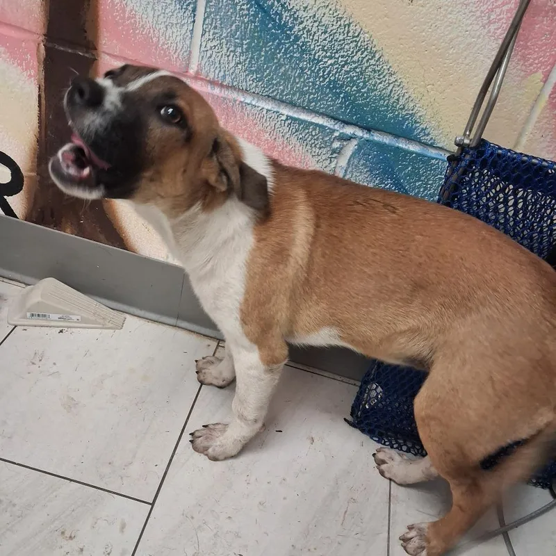 A baby small-sized female Red / Chestnut / Orange Mixed Breed dog named Jellybean for adoption in Lufkin, TX