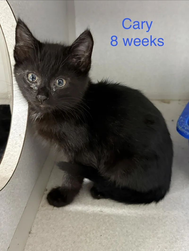 A baby small-sized male Domestic Short Hair cat named Cary for adoption in Fayetteville, WV