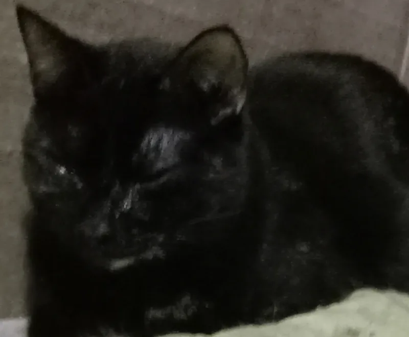 A young medium-sized female Domestic Short Hair cat named Mae for adoption in Phoenix, AZ