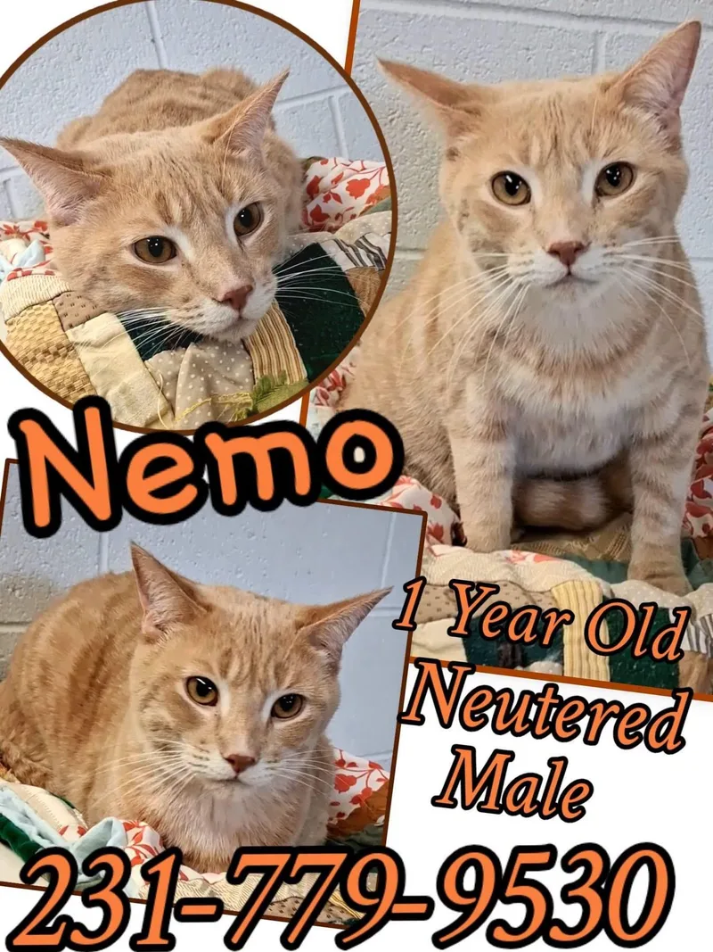 A young medium-sized male Domestic Short Hair cat named Nemo for adoption in Cadillac, MI