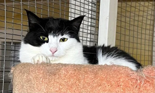 A young medium-sized female Black & White / Tuxedo Domestic Short Hair cat named Isabelle for adoption in Trexlertown, PA