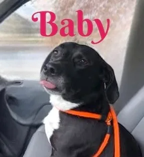 Baby Girl thumbnail 2