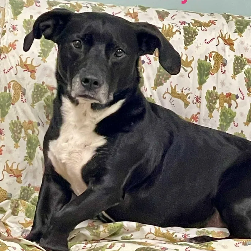An adult medium-sized female Black Labrador Retriever dog named Baby Girl for adoption in Madisonville, LA