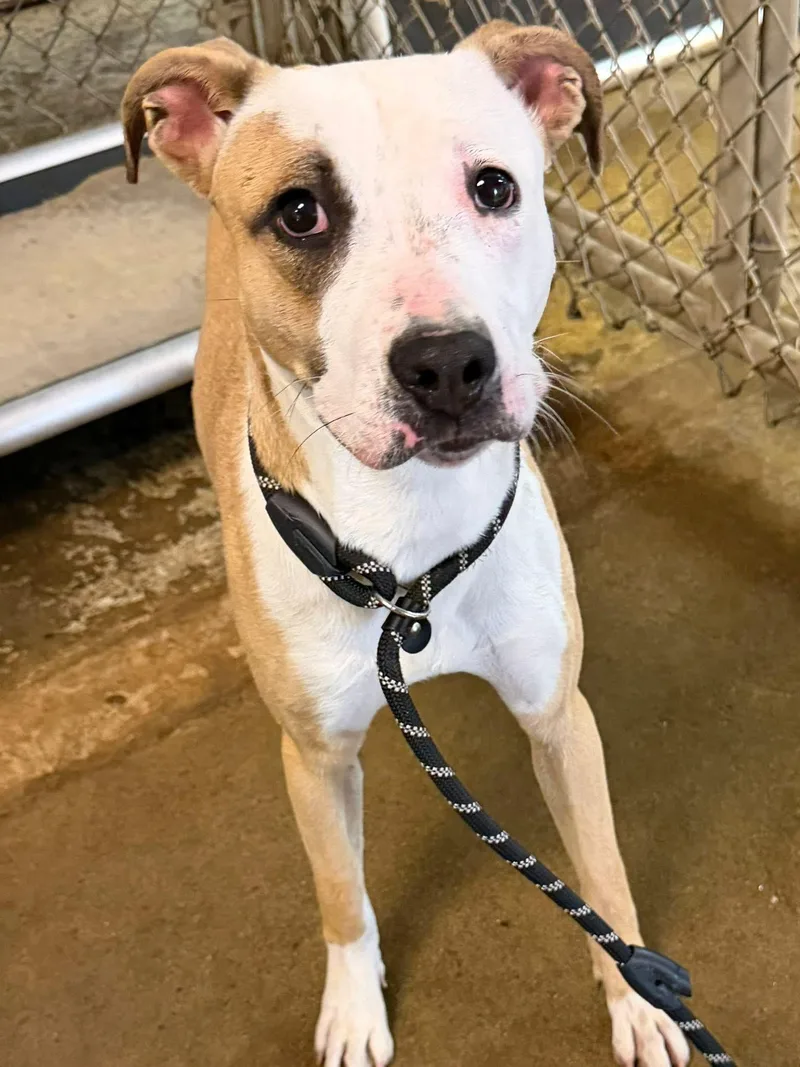 A young medium-sized female Yellow / Tan / Blond / Fawn American Staffordshire Terrier dog named Victoria Hold for adoption in Canton, OH