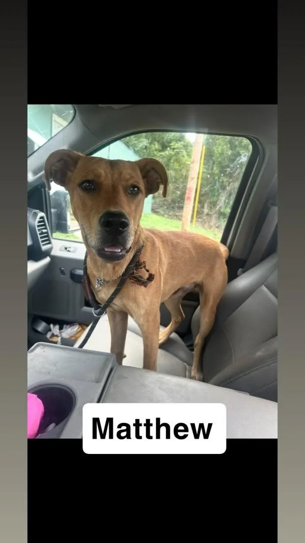 An adult medium-sized male Labrador Retriever dog named Matthew for adoption in Lexington, MO