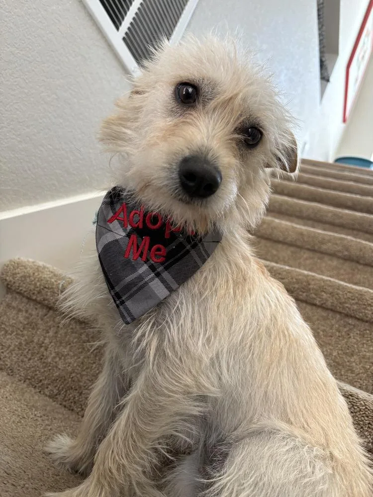 A young medium-sized female Terrier dog named Rayley for adoption in Parker, CO
