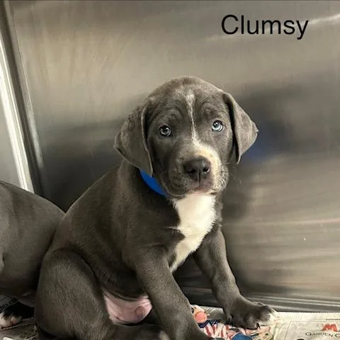 A baby small-sized male Gray / Blue / Silver Mixed Breed dog named Clumsy for adoption in Knoxville, TN