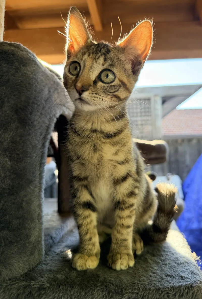A baby medium-sized female Torbie cat named Turbo for adoption in San Jose, CA