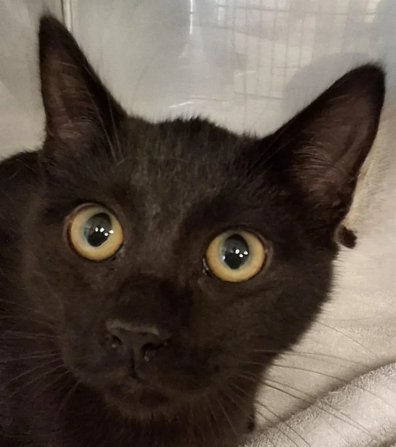 A baby medium-sized male Domestic Short Hair cat named Dusky for adoption in Brenham, TX