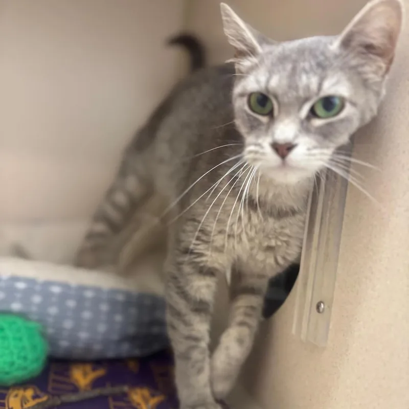 An adult small-sized female Black Domestic Short Hair cat named Vega for adoption in Marshalltown, IA